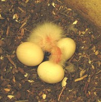 One day old Eastern Rosella Chick